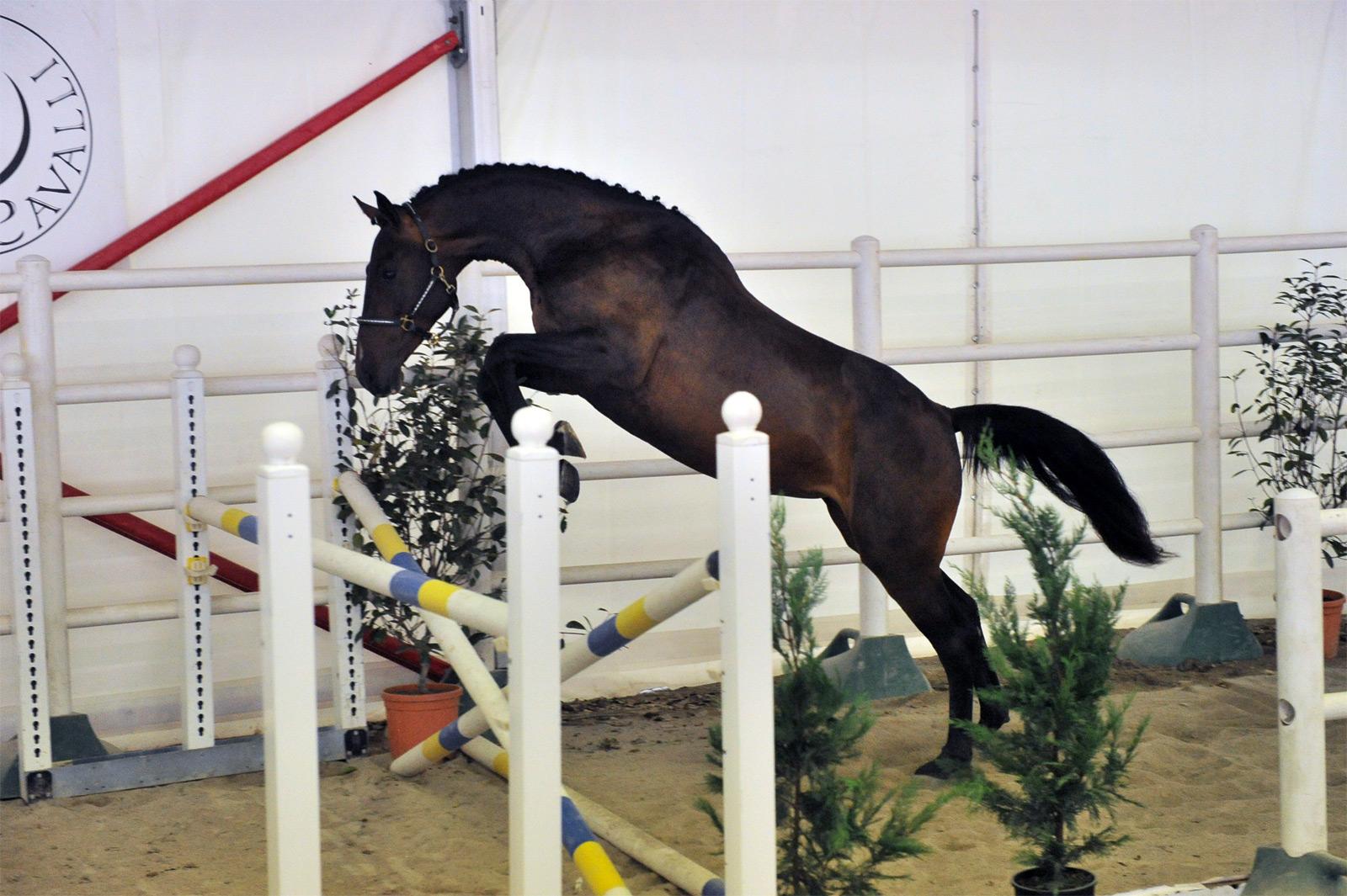 Cora FZ vince a Fiera Cavalli!